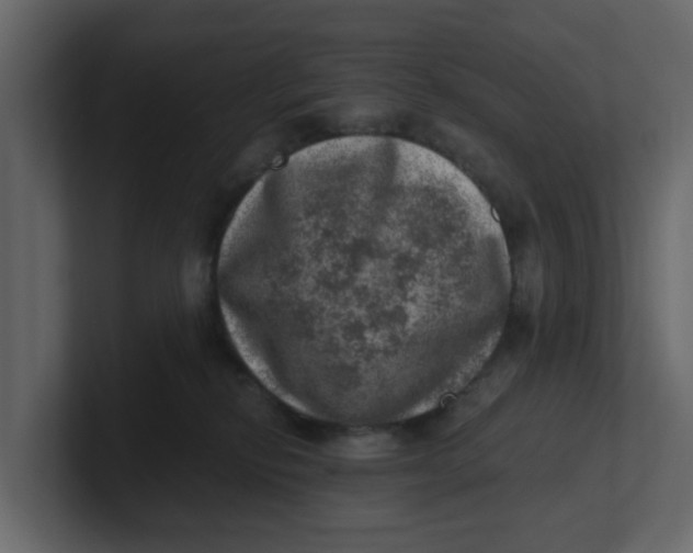 X0000100900278200807151124