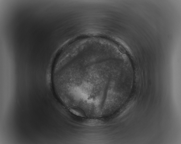 X0000100900399200807151122