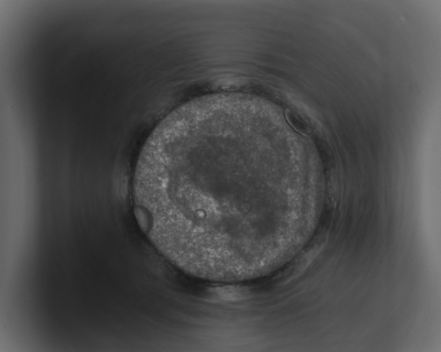 X0000100900417200807151122