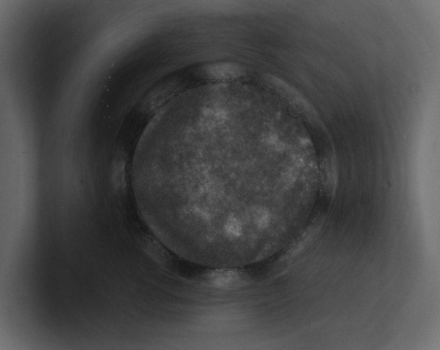 X0000100900762200807151118