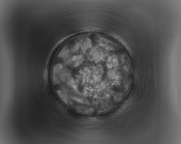 X0000100900975200807151114