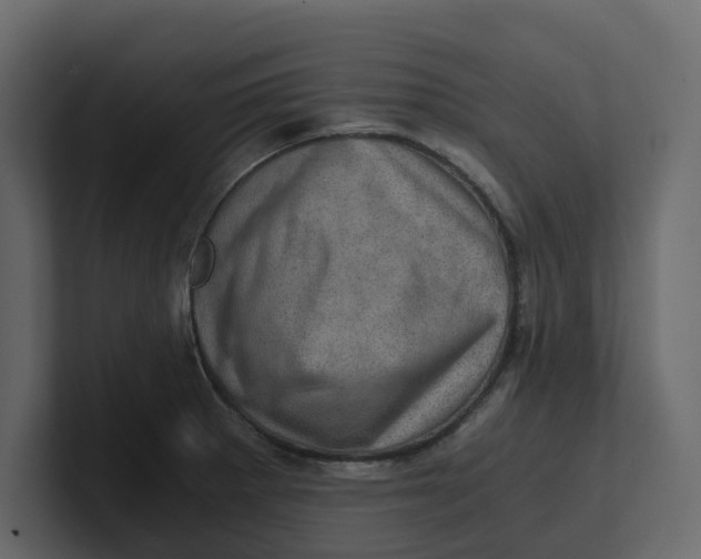 X0000100901281200807151110