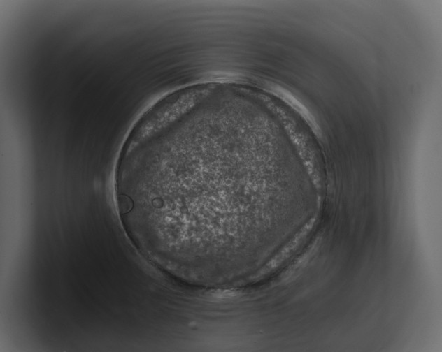 X0000100901283200807151110