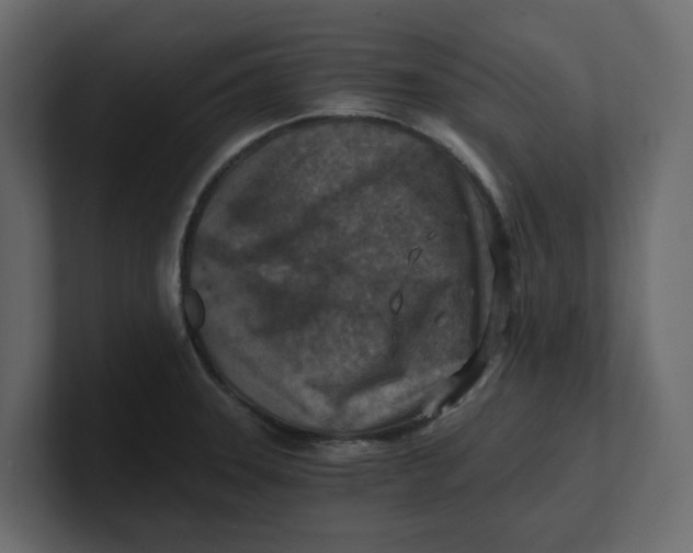 X0000100901331200807151110