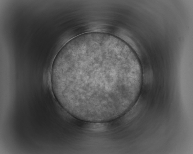 X0000100901338200807151110