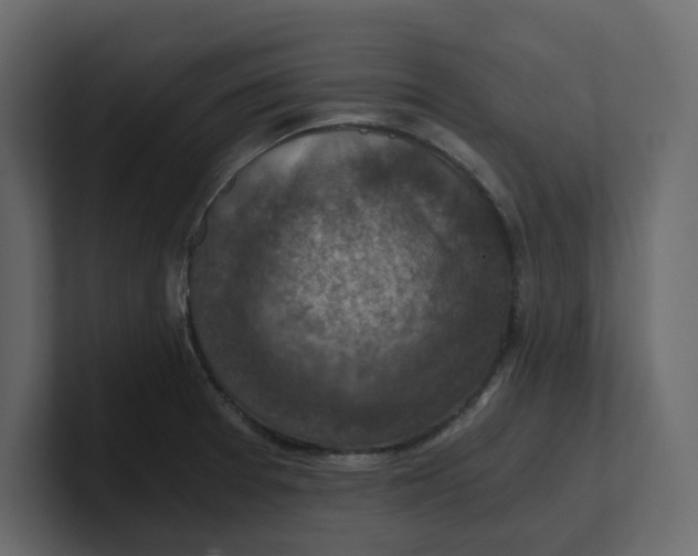 X0000100901377200807151109