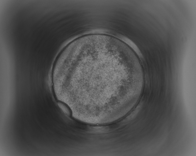 X0000100901436200807151109