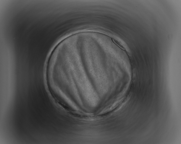 X0000100901530200807151107