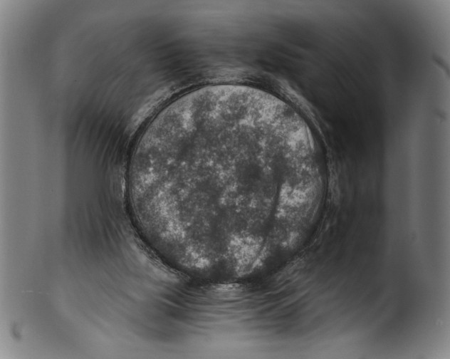 X0000100900059200807221001