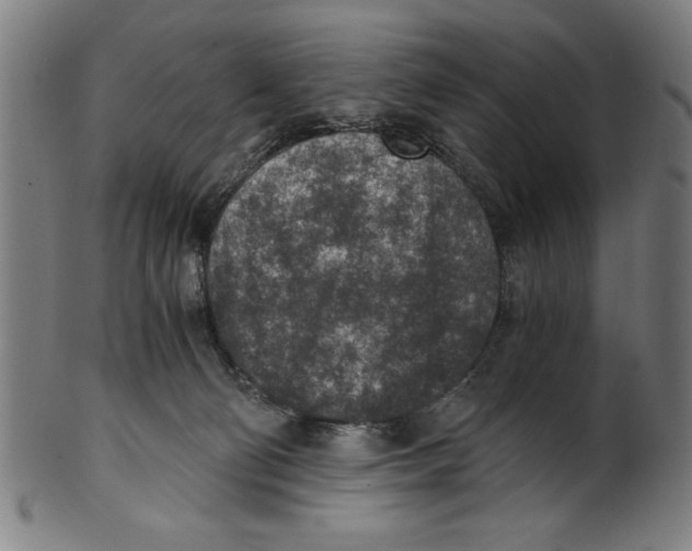 X0000100900130200807221001