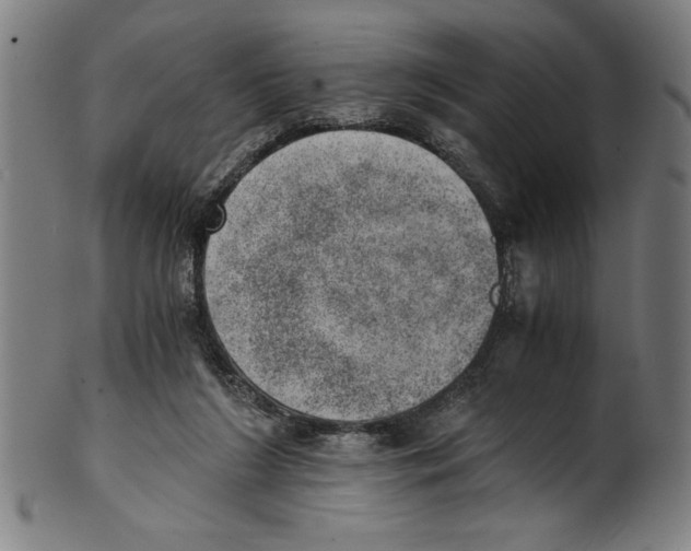 X0000100900212200807220959