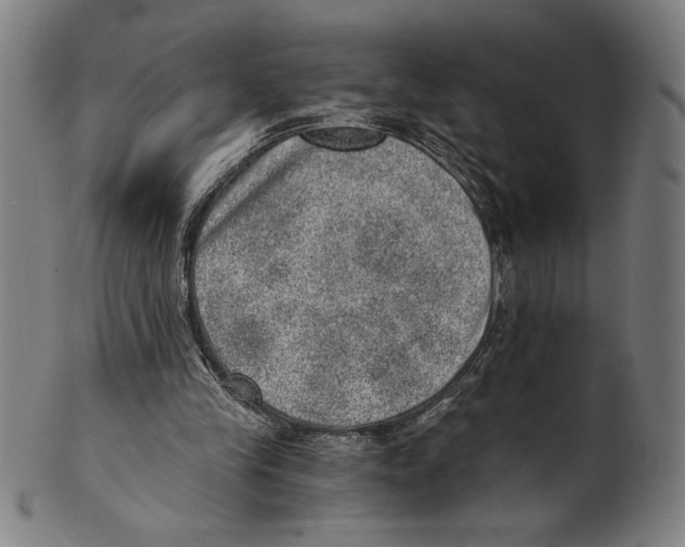 X0000100900245200807220958