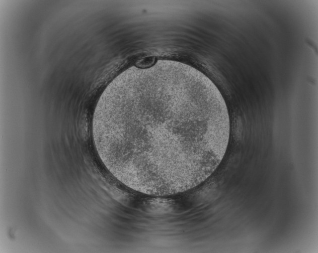 X0000100900261200807220959