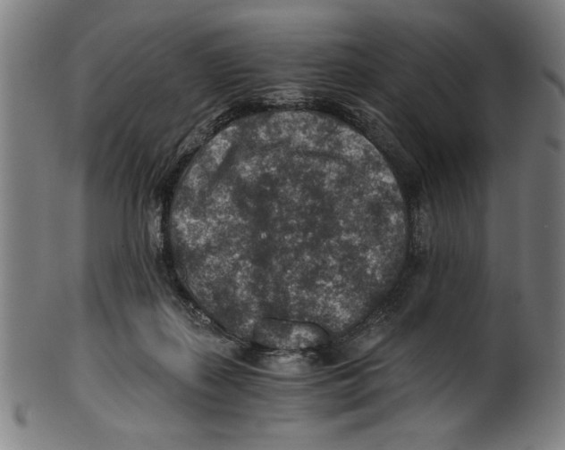 X0000100900267200807220959