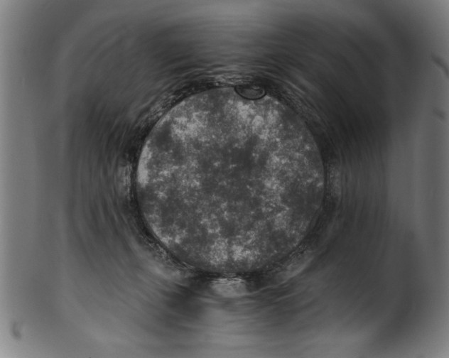 X0000100900271200807220959