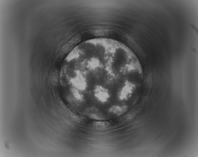 X0000100900277200807220959