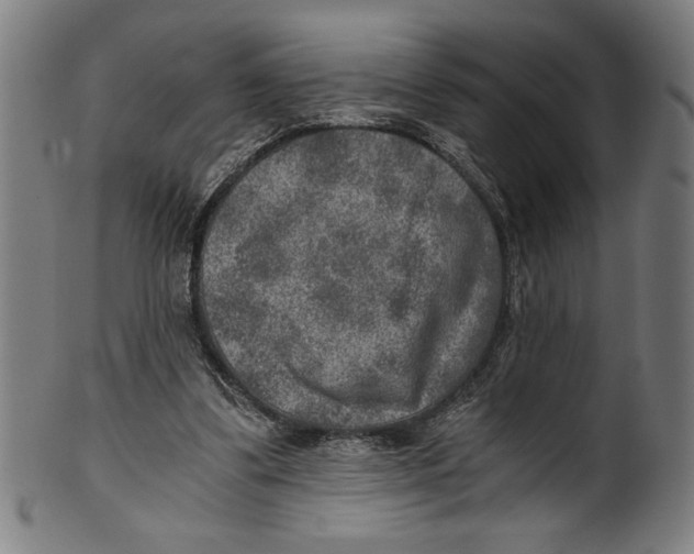 X0000100900299200807220958