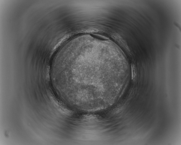 X0000100900300200807220958