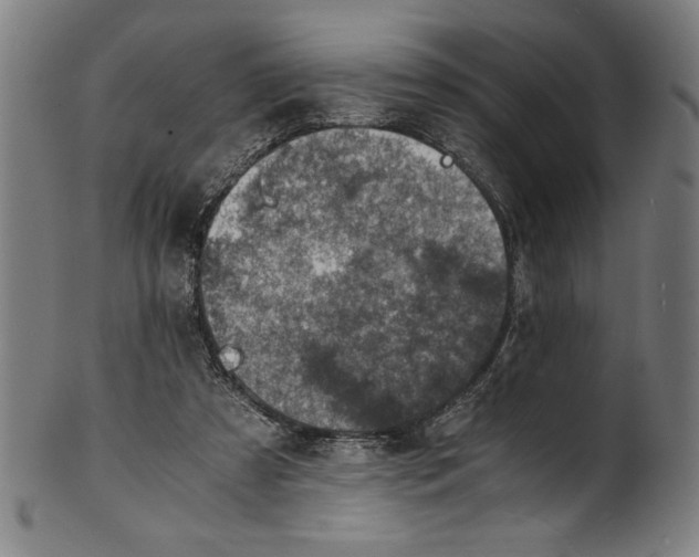 X0000100900305200807220958