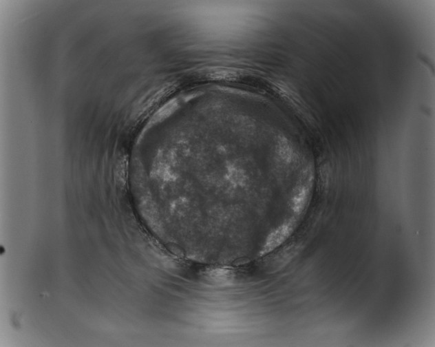 X0000100900325200807220958