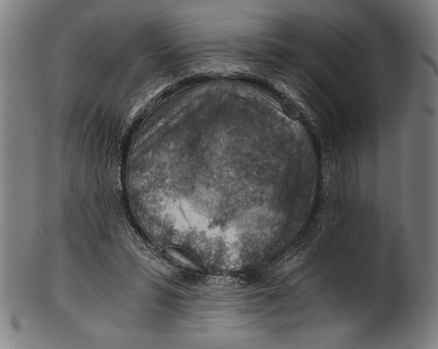 X0000100900399200807220957