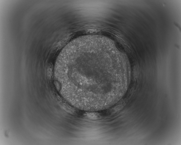 X0000100900417200807220956