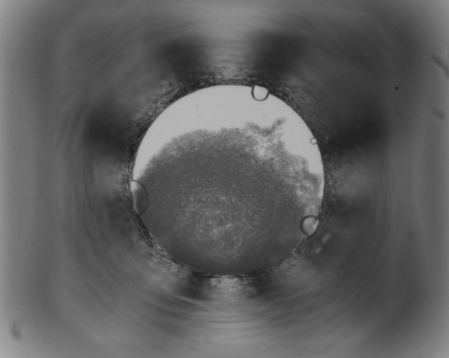 X0000100900419200807220956