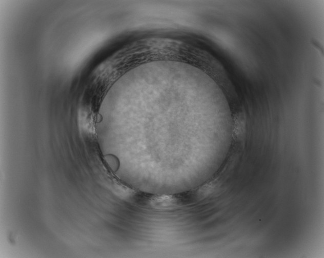 X0000100900431200807220956