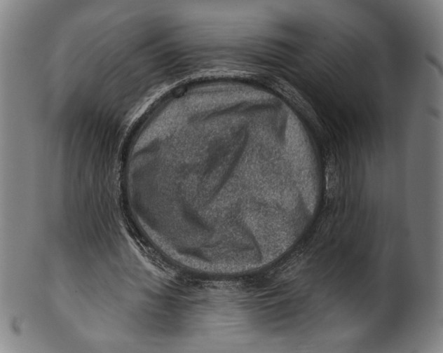 X0000100900436200807220955