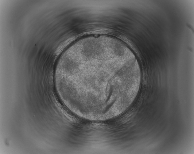 X0000100900437200807220955