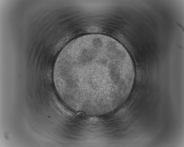 X0000100900441200807220955