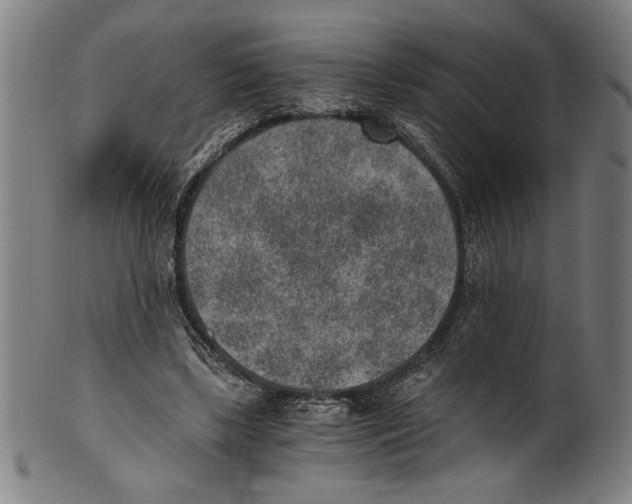 X0000100900443200807220955