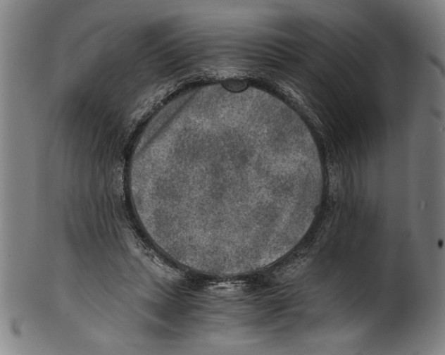 X0000100900447200807220955