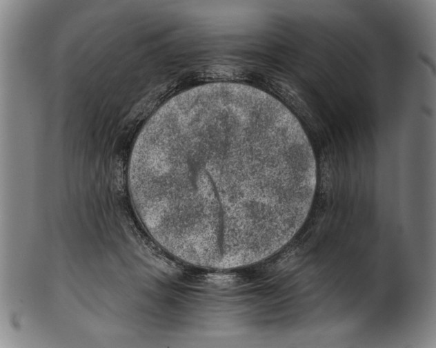 X0000100900457200807220955