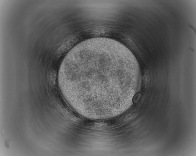 X0000100900458200807220955