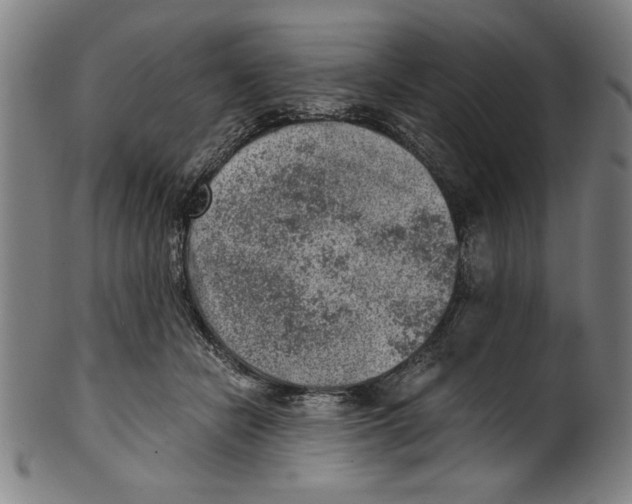 X0000100900462200807220956