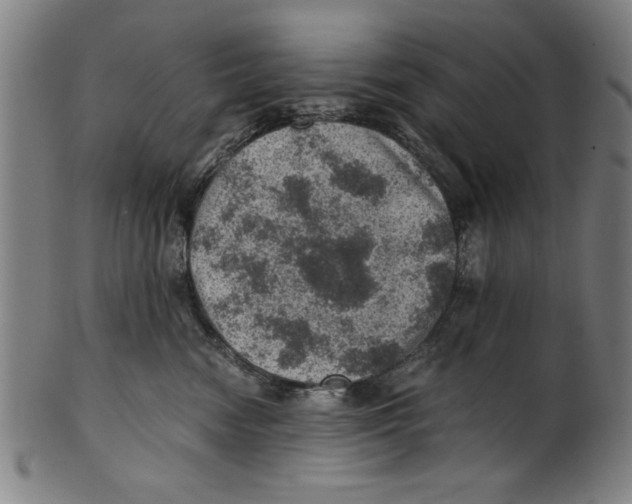 X0000100900474200807220956