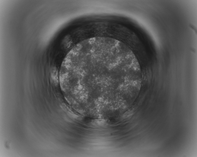 X0000100900479200807220956