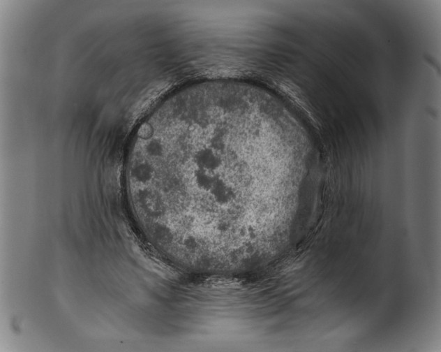 X0000100900491200807220955