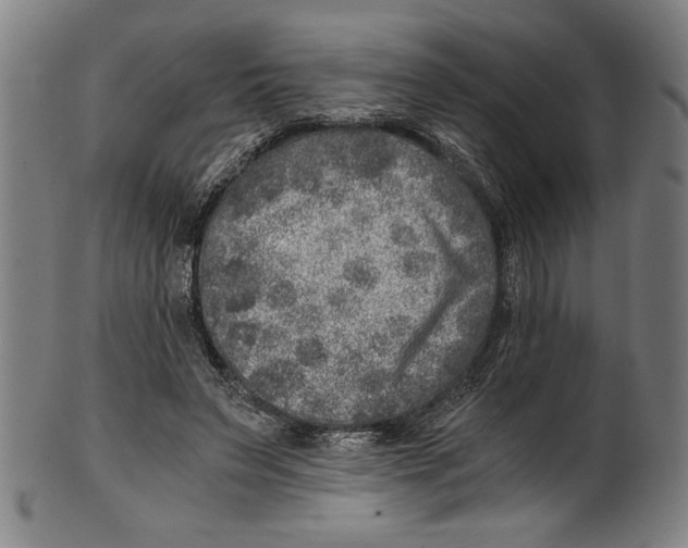 X0000100900495200807220955