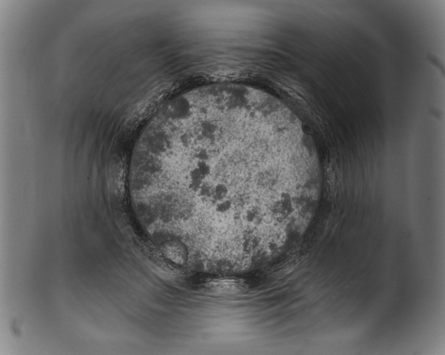 X0000100900499200807220955