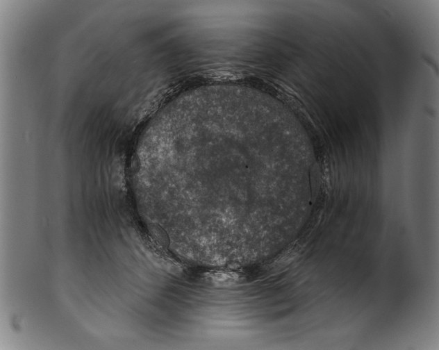 X0000100900512200807220955