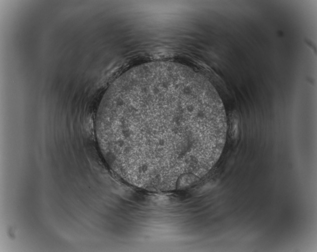 X0000100900523200807220955