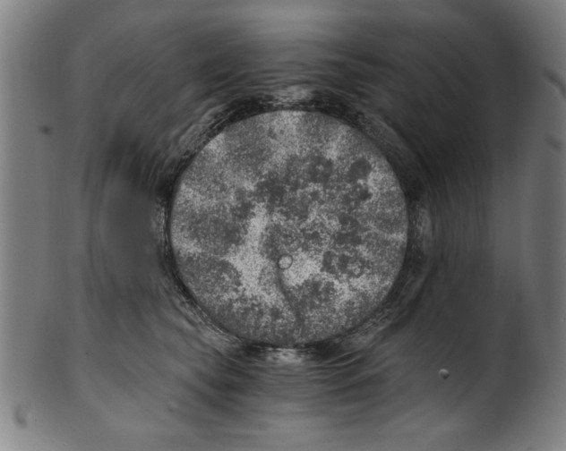 X0000100900565200807220954