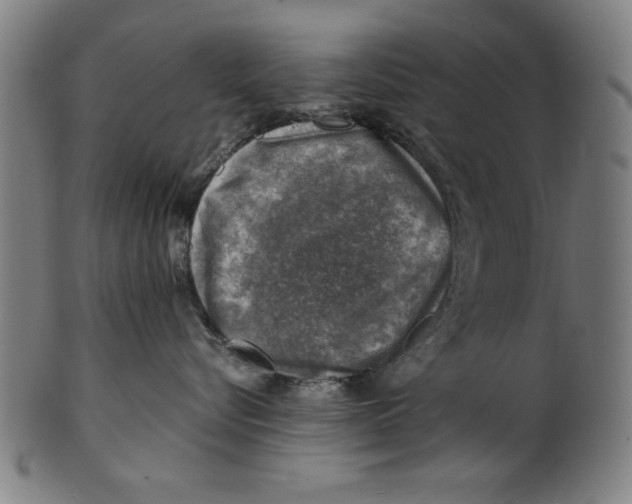 X0000100900576200807220954