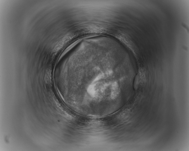 X0000100900581200807220954