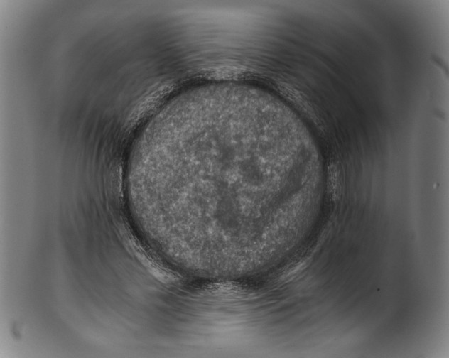 X0000100900589200807220954