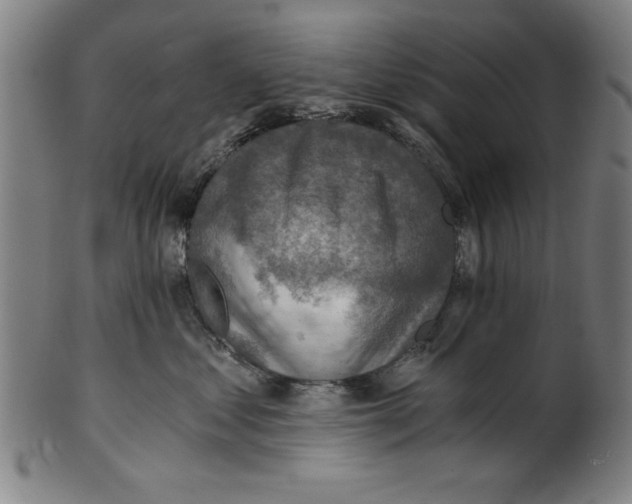 X0000100900621200807220953