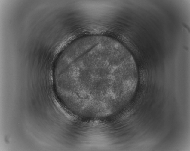 X0000100900634200807220952