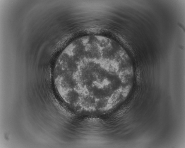 X0000100900637200807220952